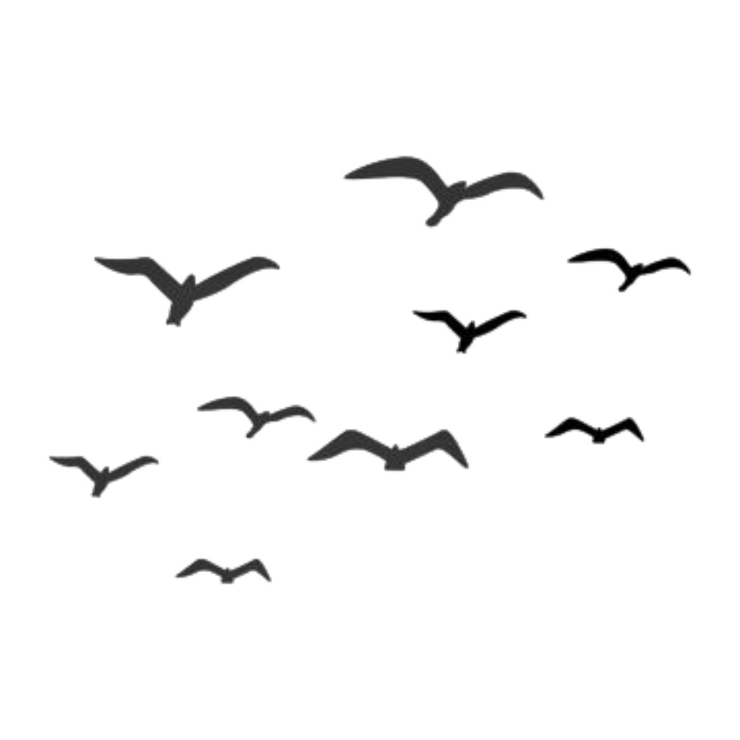 Birds Flying